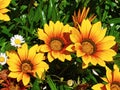 Beautiful orange and red and brown flowers with lush green leaves