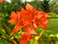 Beautiful orange or red color Bougainvillea Or ornamental vines, bushes, or trees or Orange King bougainvillea.