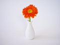 Beautiful Orange red daisy Gerbera jamesonii daisy flower in vase on table ,Barberton Transvaal daisy copy space for text Royalty Free Stock Photo