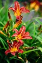 Beautiful orange red daylily flowers surrounded by emerald greenery in the summer garden. vertical frame, nature background Royalty Free Stock Photo