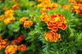 Beautiful orange red marigold flowers Royalty Free Stock Photo