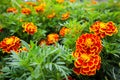 Beautiful orange red marigold flowers Royalty Free Stock Photo