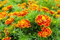 Beautiful orange red marigold flowers Royalty Free Stock Photo