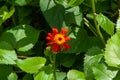 Beautiful orange and red tropical single flower