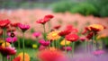 Beautiful orange, red and yellow gerbera daisy in the garden Royalty Free Stock Photo