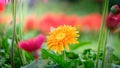 Beautiful orange, red and yellow gerbera daisy in the garden Royalty Free Stock Photo