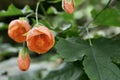 Beautiful Orange Redvein Chinese Lantern plant. (Callianthe Picta). Royalty Free Stock Photo