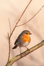 Robin Erithacus rubecula sits on a tree.