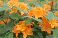 . Beautiful orange rodendrons shine in the sun Royalty Free Stock Photo
