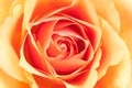 Beautiful orange rose Royalty Free Stock Photo