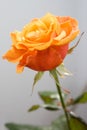 Beautiful orange rose Royalty Free Stock Photo