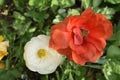 Beautiful orange rose with baby flower bud Royalty Free Stock Photo