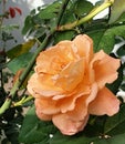 Beautiful orange rose bloom in the mornig. Royalty Free Stock Photo