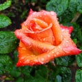 Beautiful orange rose blossom with water drops in a green leafs Royalty Free Stock Photo
