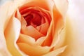 Beautiful orange rose close up