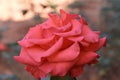 A beautiful  orange rose closeup without leaves Royalty Free Stock Photo