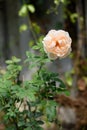 Beautiful orange roses flower with  morning sun light in outdoor garden Royalty Free Stock Photo