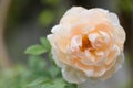 Beautiful orange roses flower with  morning sun light in outdoor garden Royalty Free Stock Photo