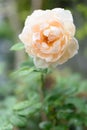 Beautiful yellow roses flower with  morning sun light in outdoor garden Royalty Free Stock Photo