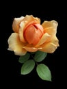 Beautiful orange rose with green leaves, isolated on black background Royalty Free Stock Photo