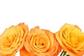 Beautiful orange rose Royalty Free Stock Photo