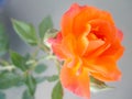 Beautiful orange rose in the spring garden. Splendid and romantic flower Royalty Free Stock Photo