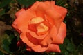 A beautiful orange rose on a sunny spring day.