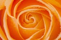 Beautiful orange rose with water drops Royalty Free Stock Photo