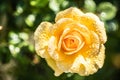 Beautiful orange rose with water drops in closeup. Extreme close-up of a beautiful rose with dewdrops Royalty Free Stock Photo