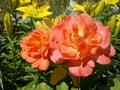 Beautiful orange rose Westerland variety blooming in summer in the garden close up Royalty Free Stock Photo