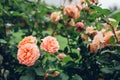 Beautiful orange roses blooming in summer garden. Fresh flowers in blossom growing in park Royalty Free Stock Photo