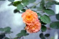 Beautiful orange roses in the garden Royalty Free Stock Photo