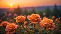 Beautiful orange roses in the garden at sunrise Royalty Free Stock Photo