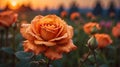 Beautiful orange roses in the garden at sunset Royalty Free Stock Photo