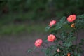 Beautiful orange roses in a public garden Royalty Free Stock Photo