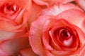 Beautiful orange roses with water drops. Soft focus. Valentines day or Birthday celebration concept Royalty Free Stock Photo