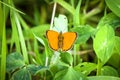 Beautiful orange Scarce Copper butterfly Lycaena virgaureae Royalty Free Stock Photo