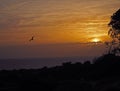 Beautiful orange sea sunset with tree and seagul silhuet Royalty Free Stock Photo