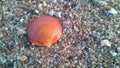 Beautiful orange shell on the small stones Royalty Free Stock Photo