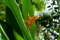 Beautiful orange single tropical flower of Expanded Lobsterclaw, with green big leaves