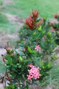 Ashoka's beautiful orange flower is blooming