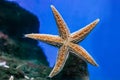 Beautiful orange starfish close-up in the aquarium. Royalty Free Stock Photo