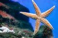 Beautiful orange starfish close-up in the aquarium. Royalty Free Stock Photo