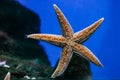 Beautiful orange starfish close-up in the aquarium. Royalty Free Stock Photo