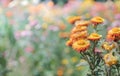 Beautiful orange straw flower on nature bcakground Royalty Free Stock Photo