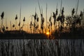Beautiful orange sunset behind the reeds Royalty Free Stock Photo