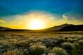 Fantastic sunset over a field of chamomile Royalty Free Stock Photo