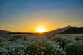 Fantastic sunset over a field of chamomile Royalty Free Stock Photo