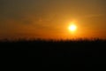 Beautiful orange sunset over the reeds on the beach, sun illuminaite panicles Royalty Free Stock Photo