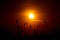 Beautiful orange sunset over the reeds on the beach, sun illuminaite panicles Royalty Free Stock Photo